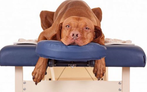 Spas for Pets, Now They Can Relax Too!