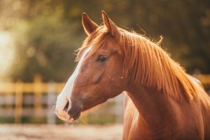 Stress in Horses and How You Can Help