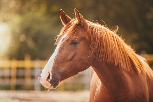 Stress in Horses and How You Can Help