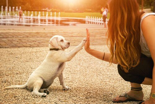 A dog giving his paw to a lady.