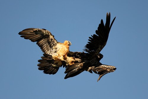 Two vultures flying.