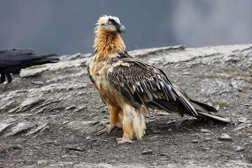 The Bearded Vulture: Characteristics and Curiosities
