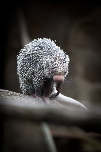 A prehensile tailed porcupine.
