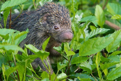A porcupine feeding on leaves.