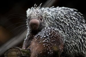 Meet the Adorable Prehensile Tailed Porcupine
