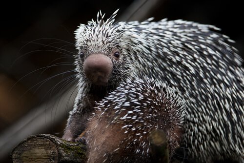 Γνωρίστε τον αξιολάτρευτο Prehensile Tailed Porcupine