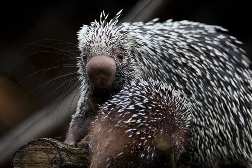 Meet the Adorable Prehensile Tailed Porcupine