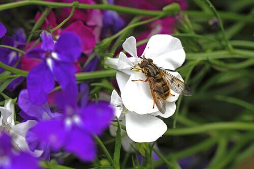 A stable fly on a flower.