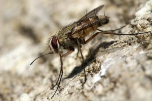 Preventing Stable Flies on Dogs