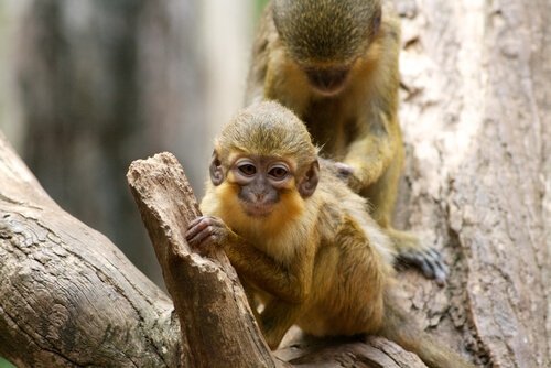 Talapoin monkeys are very interesting looking.