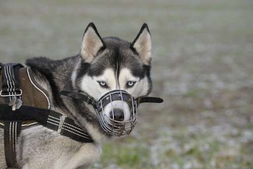 A dog with a muzzle.