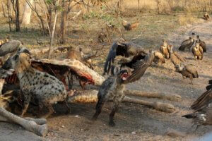 Examples of Kleptoparasitism and Other Interesting Facts