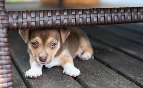 A puppy hiding under a chair. 