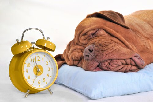 A dog sleeping next to an alarm clock.