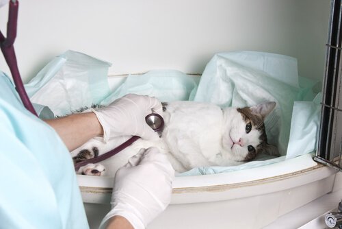 The Most Common Emergencies in a Veterinary Clinic