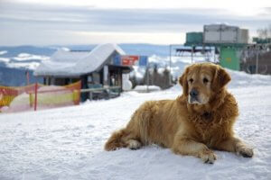 Where Do Celebrities Leave Their Pets?