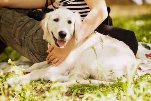 A dog is laying with his owner.
