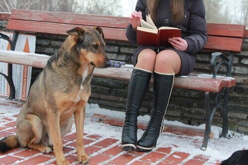 Have You Ever Heard About University Dogs?