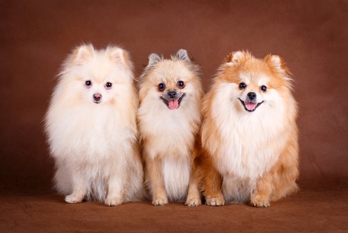 These are some unique dog breeds.