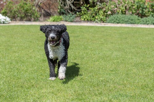 This is a Spanish water dog.