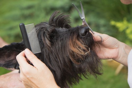 A woman cutting her pet's hair.