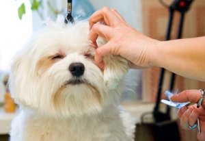 Why Use the Stripping Technique on Your Dog?