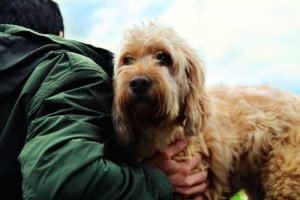 Secrets about the Friendship Between Man and Dog