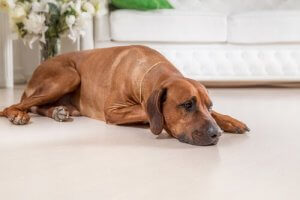 Pessimism in Dogs is Dangerous