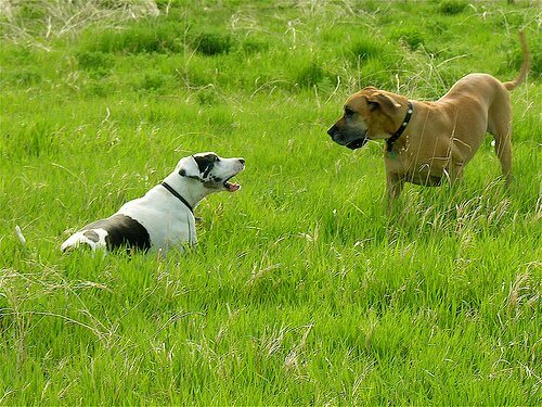 Two dogs in the grass. 
