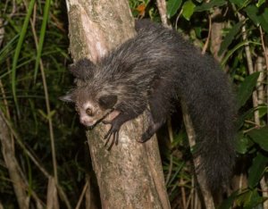 Meet the Aye-Aye: The Largest Nocturnal Primate