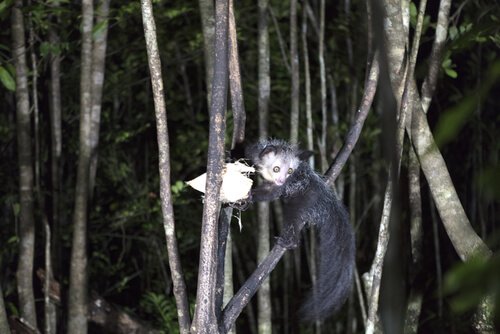 An Aye-aye hanging from a branch.
