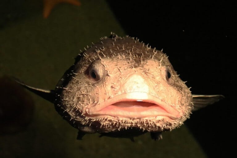 The Blobfish Habitat And Characteristics My Animals the-blobfish-habitat-and-characteristics-my-animals