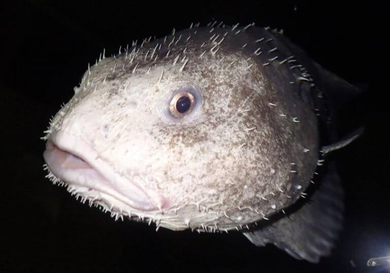Blobfish characteristics and habitat.