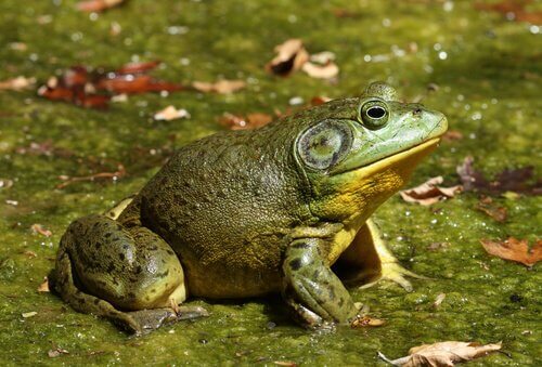 The Unwelcome Invasive Bullfrog