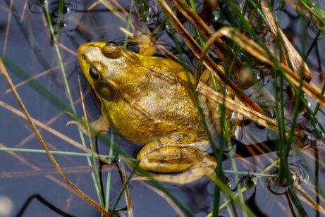 This is a brown frog among water plants. 