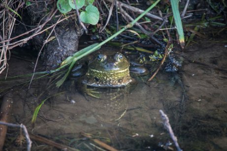 A bullfrog hiding under some plants in the water.