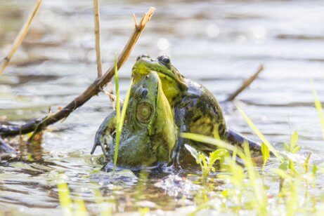 A frog carrying prey in its mouth.