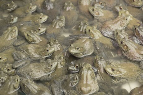 A large number of baby frogs.