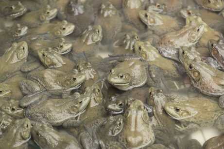 The invasive bullfrog is harming ecosystems all over the world