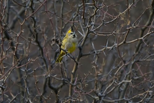 A yellow cardinal between the branches of a tree.