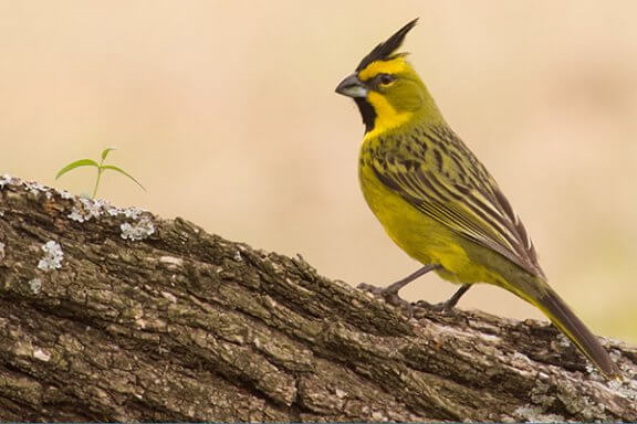 The Yellow Cardinal: A Sweet and Melodious Singer