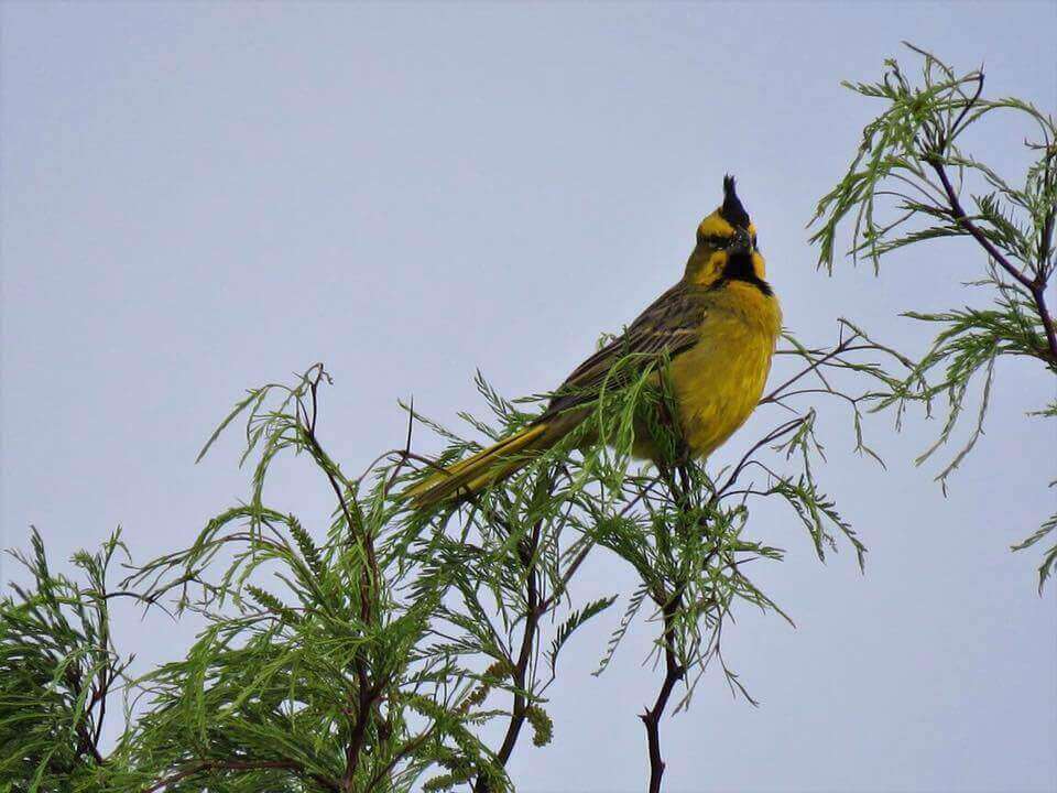 A posing yellow cardinal.