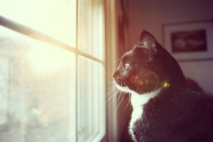 7 Ways to Tell if Your Cat is Deaf