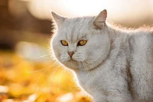 A thick-furred light gray cat.