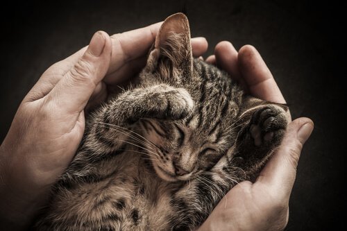 A tiny cat curled up in its owner's hands.