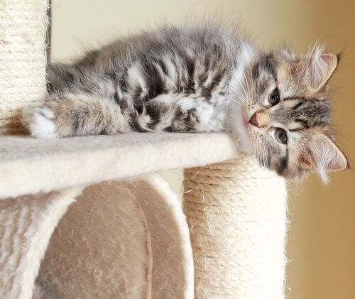 A fluffy tiger kitten lying on a cat climbing toy.