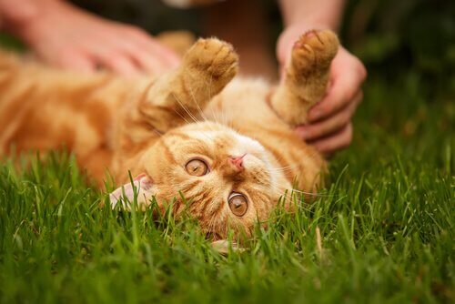 A cat lays belly-up in the grass, playing with a human.