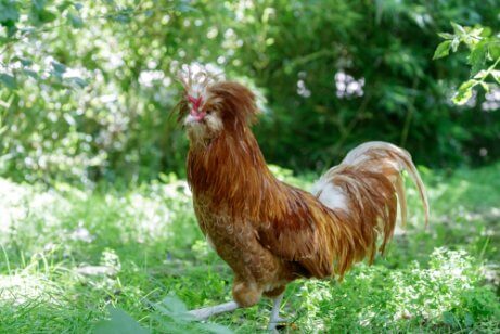 Rust color Padua chicken in a field.