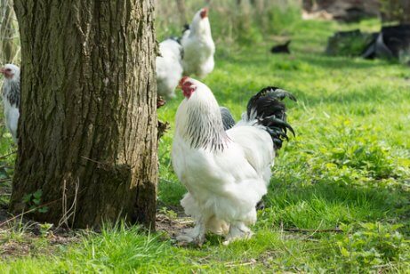 White Brahma chicken standing beside a tree.