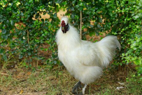 White chicken standing in a yard.
